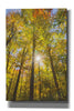 'Autumn Foliage Sunburst III' by Alan Majchrowicz,Giclee Canvas Wall Art