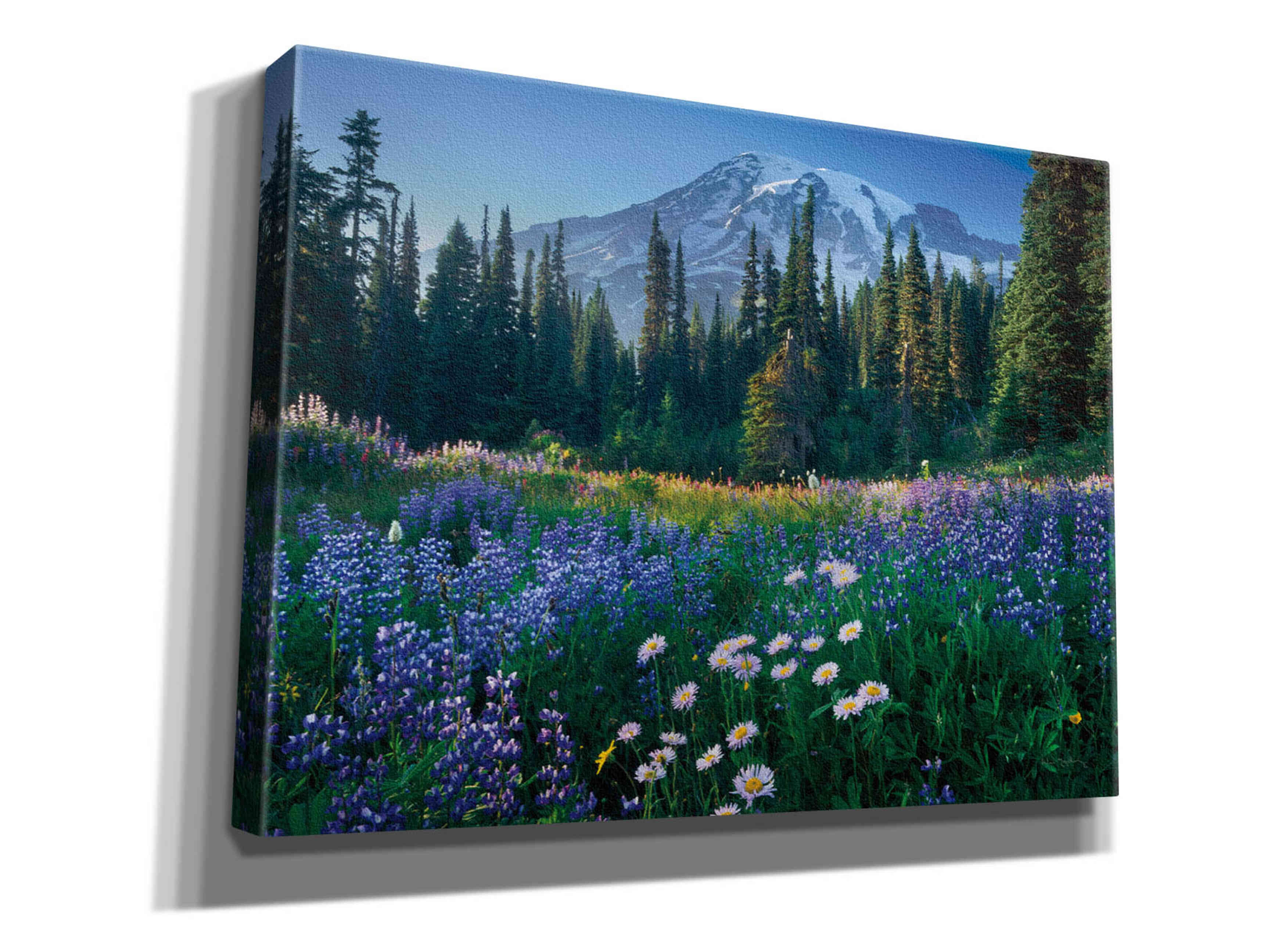 'Mount Rainier' by Alan Majchrowicz,Giclee Canvas Wall Art