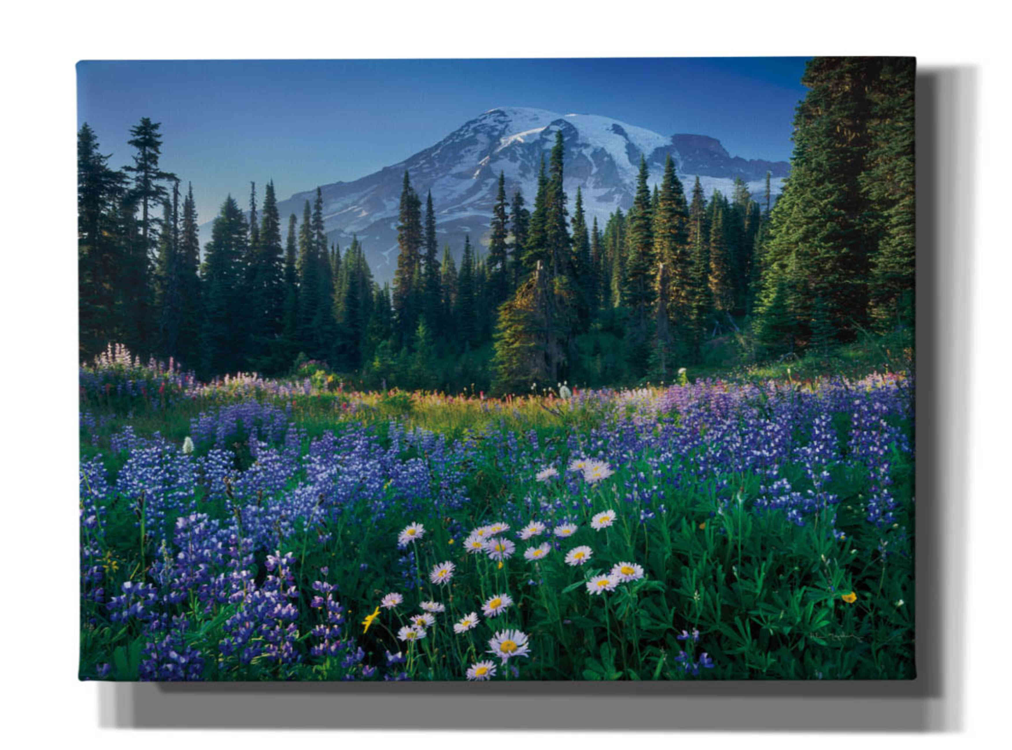 'Mount Rainier' by Alan Majchrowicz,Giclee Canvas Wall Art