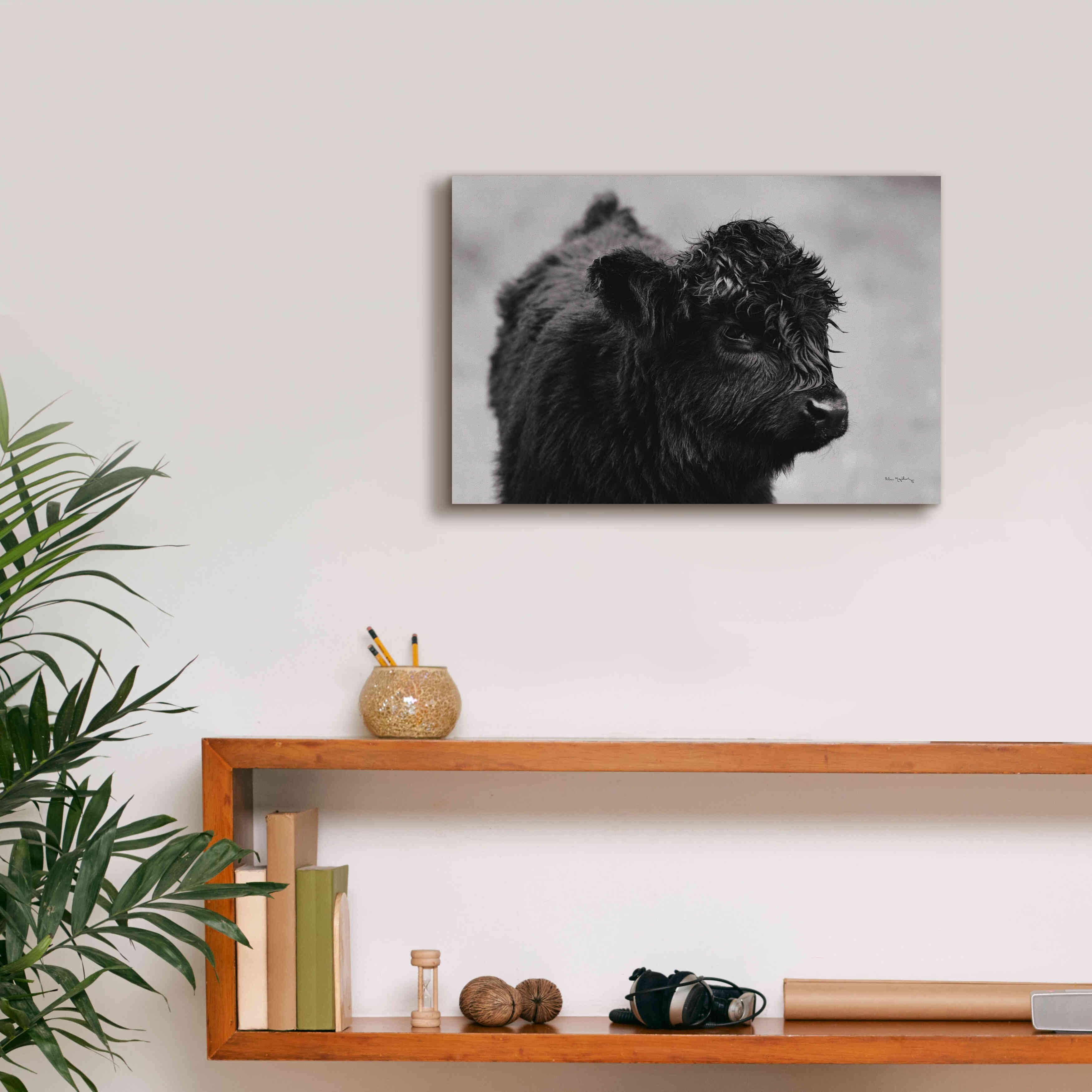 'Scottish Highland Cattle XI BW' by Alan Majchrowicz,Giclee Canvas Wall Art,18x12