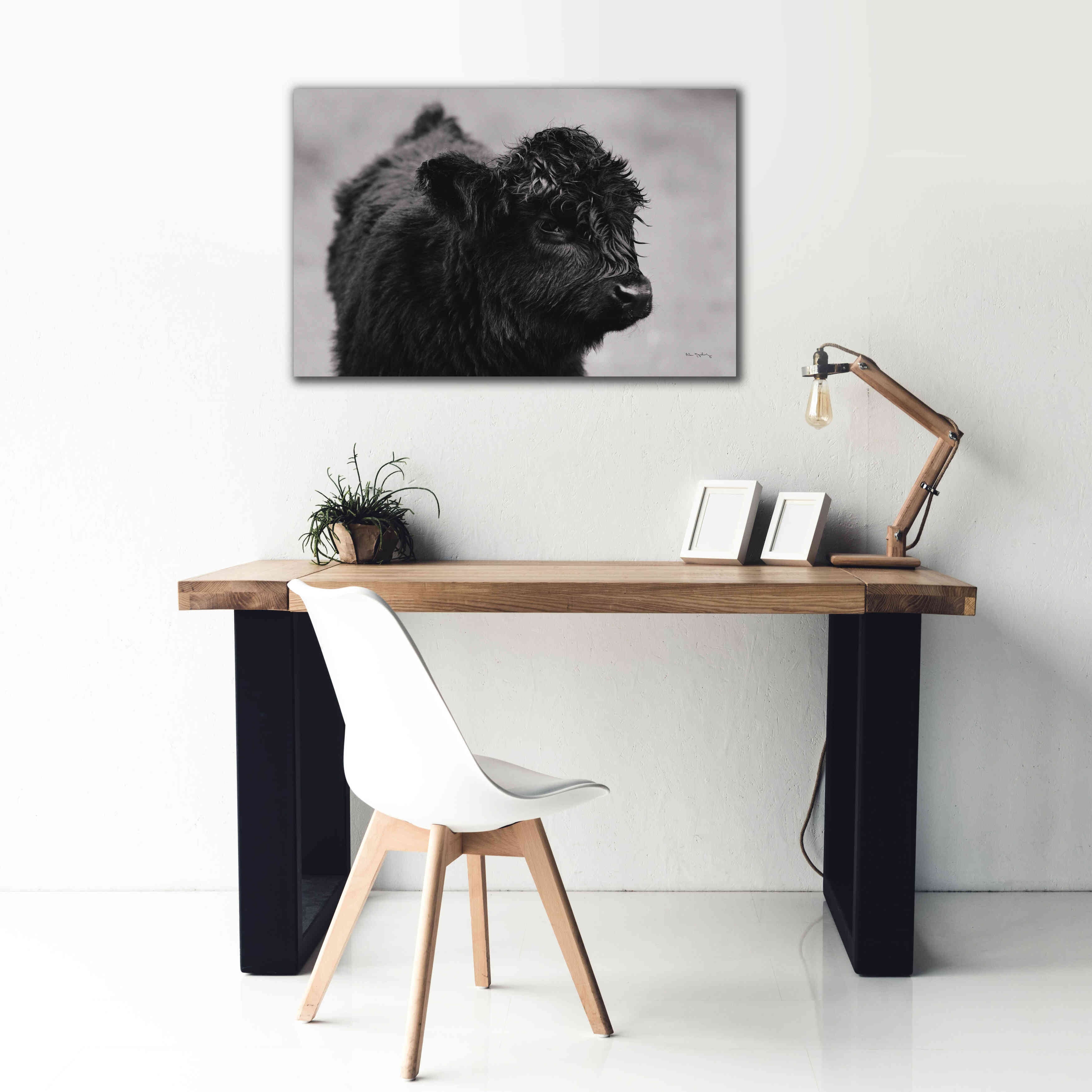 'Scottish Highland Cattle XI BW' by Alan Majchrowicz,Giclee Canvas Wall Art,40x26