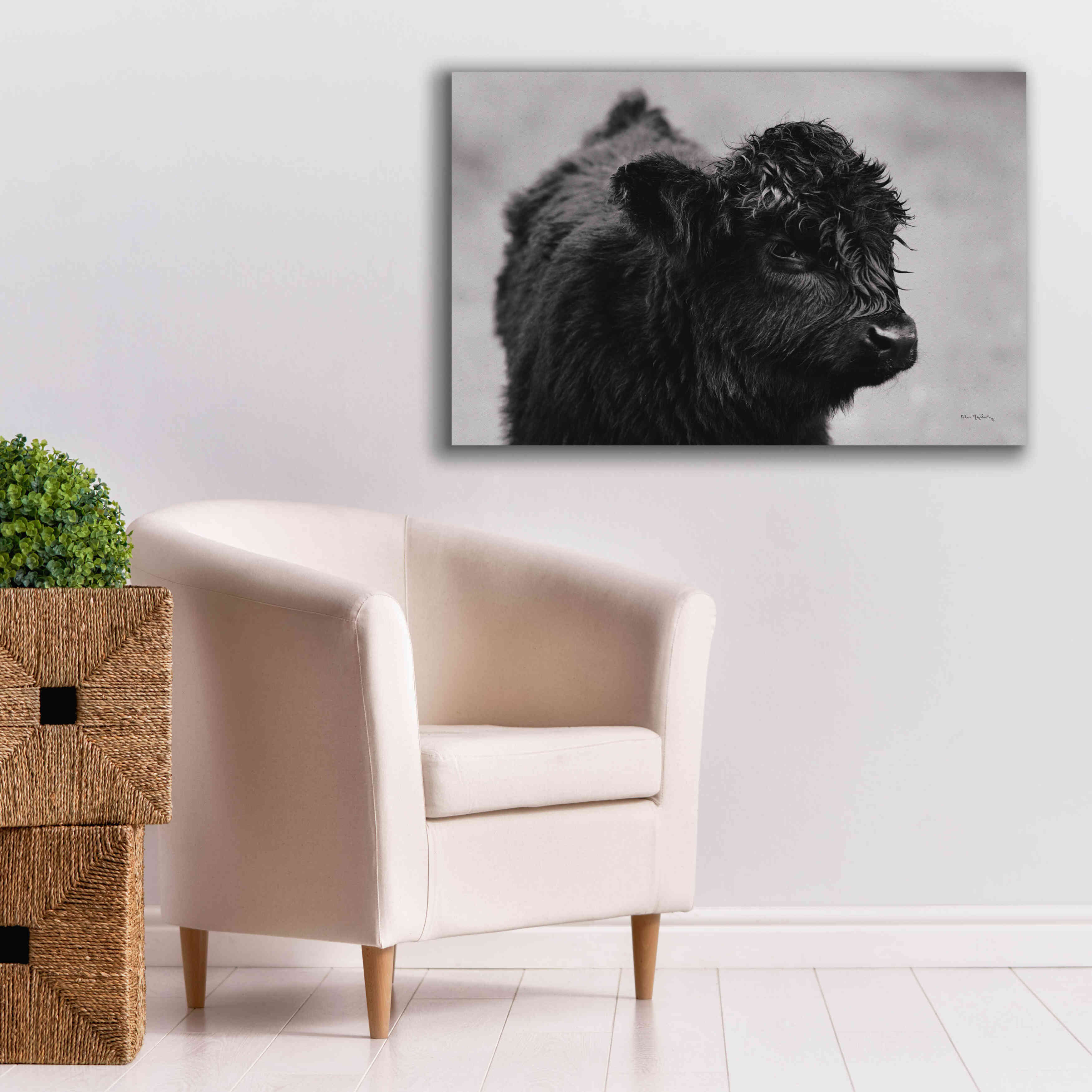 'Scottish Highland Cattle XI BW' by Alan Majchrowicz,Giclee Canvas Wall Art,40x26