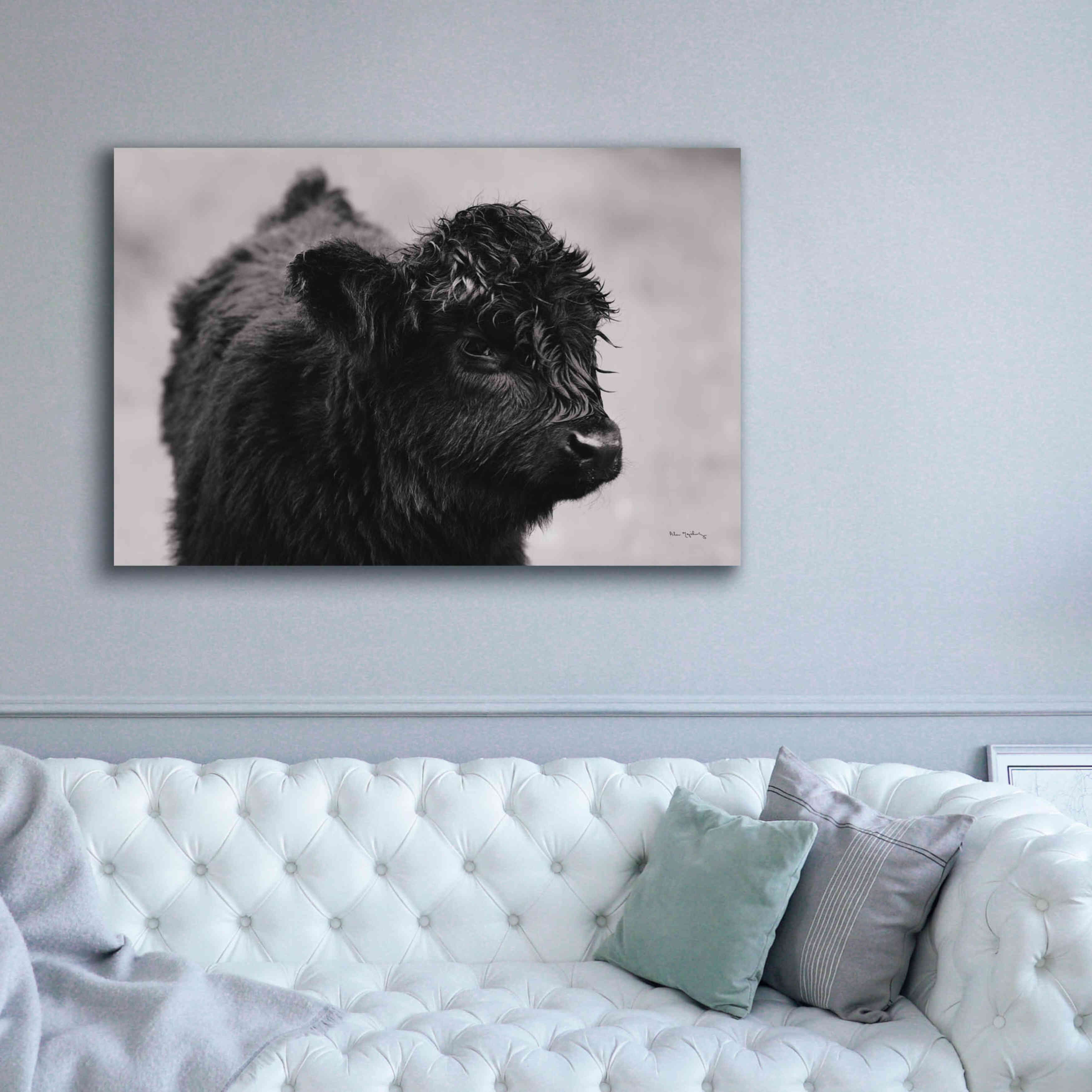 'Scottish Highland Cattle XI BW' by Alan Majchrowicz,Giclee Canvas Wall Art,60x40