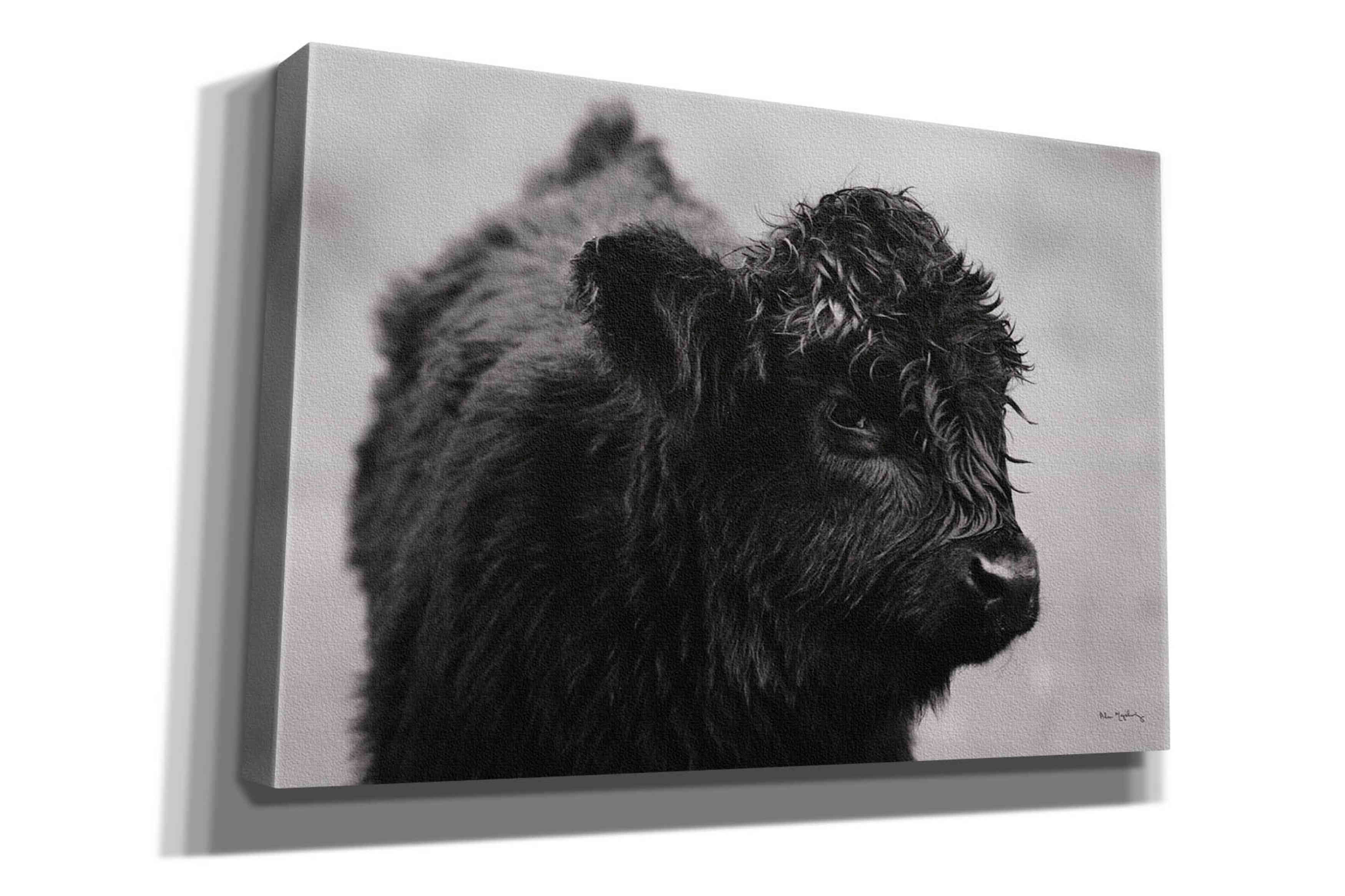 'Scottish Highland Cattle XI BW' by Alan Majchrowicz,Giclee Canvas Wall Art