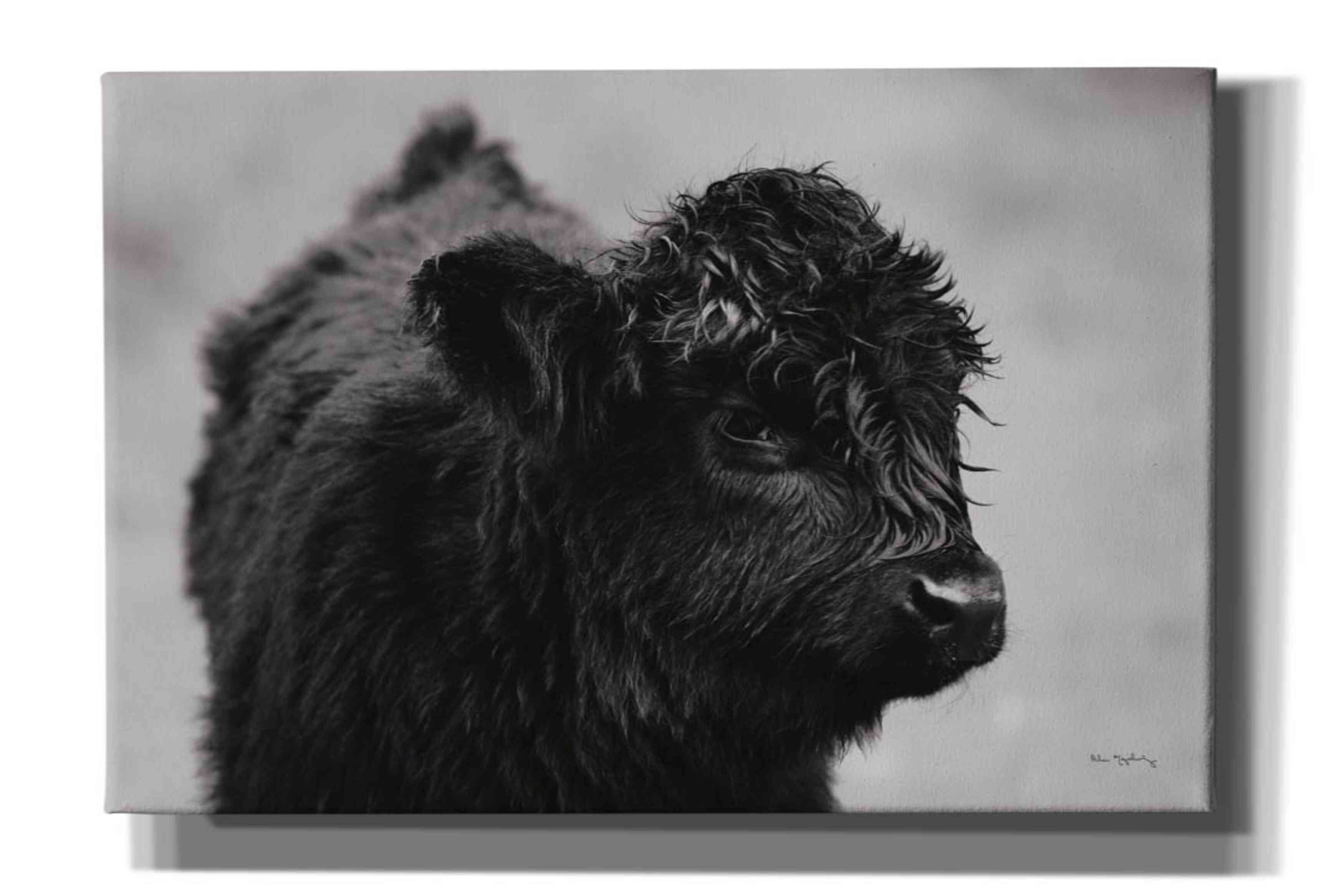 'Scottish Highland Cattle XI BW' by Alan Majchrowicz,Giclee Canvas Wall Art