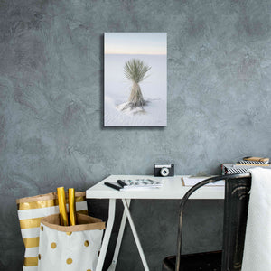 'Yucca in White Sands National Monument' by Alan Majchrowicz,Giclee Canvas Wall Art,12x18