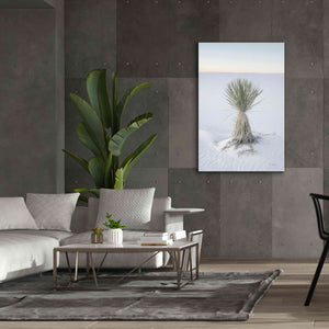'Yucca in White Sands National Monument' by Alan Majchrowicz,Giclee Canvas Wall Art,40x60