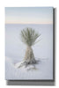 'Yucca in White Sands National Monument' by Alan Majchrowicz,Giclee Canvas Wall Art
