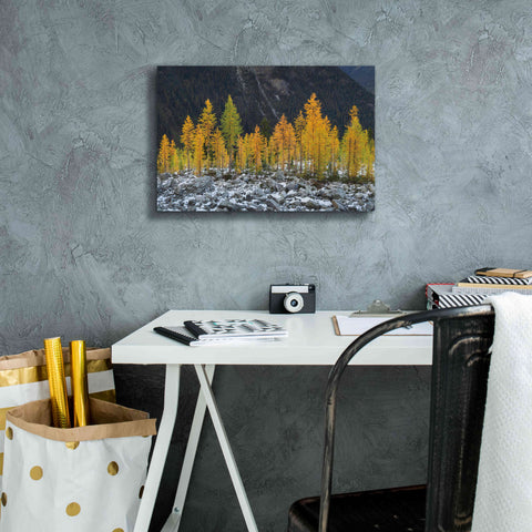 Image of 'Alpine Larches North Cascades' by Alan Majchrowicz,Giclee Canvas Wall Art,18x12