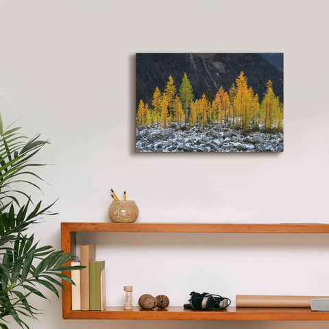 Image of 'Alpine Larches North Cascades' by Alan Majchrowicz,Giclee Canvas Wall Art,18x12