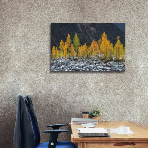Image of 'Alpine Larches North Cascades' by Alan Majchrowicz,Giclee Canvas Wall Art,40x26