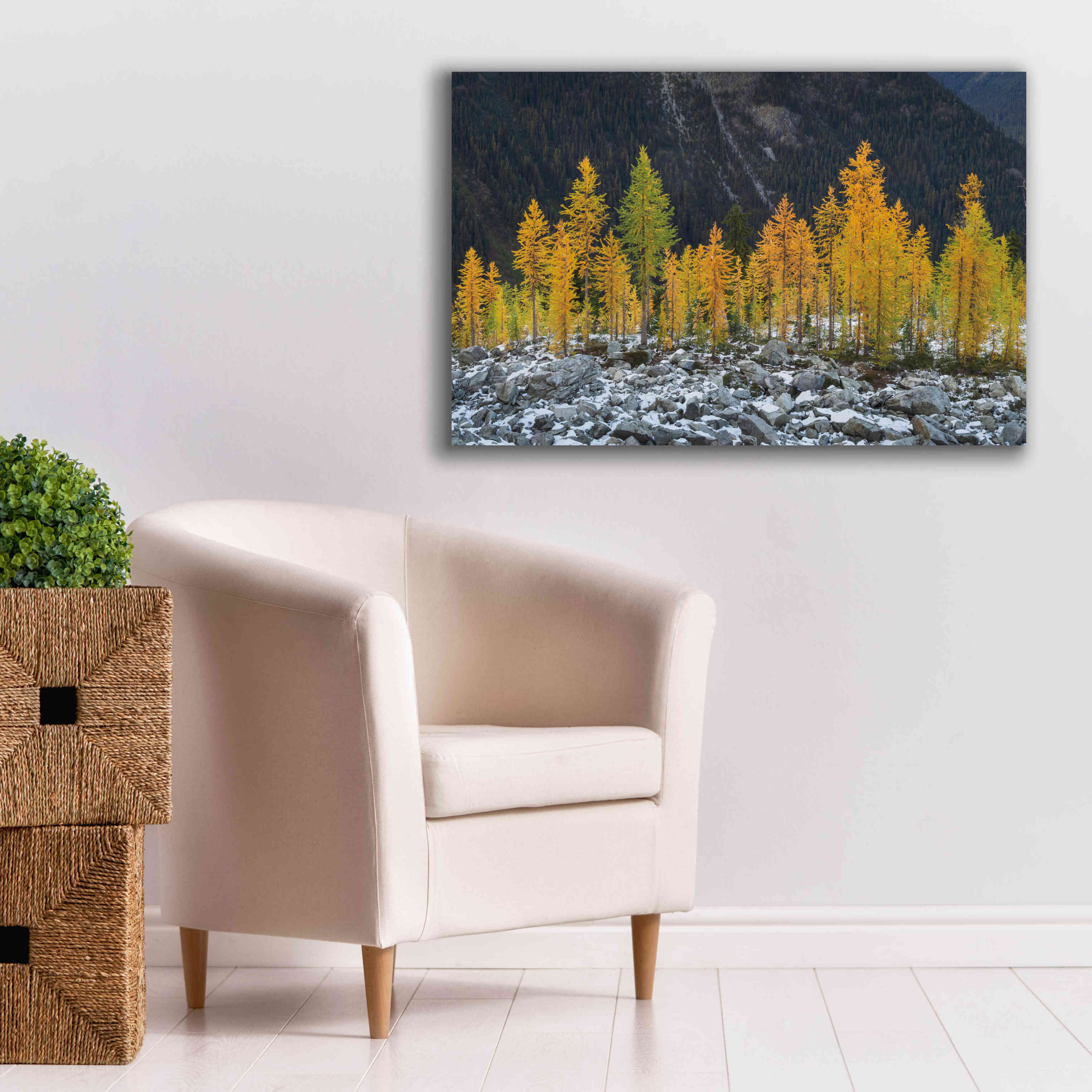 'Alpine Larches North Cascades' by Alan Majchrowicz,Giclee Canvas Wall Art,40x26
