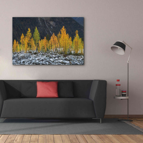 Image of 'Alpine Larches North Cascades' by Alan Majchrowicz,Giclee Canvas Wall Art,60x40