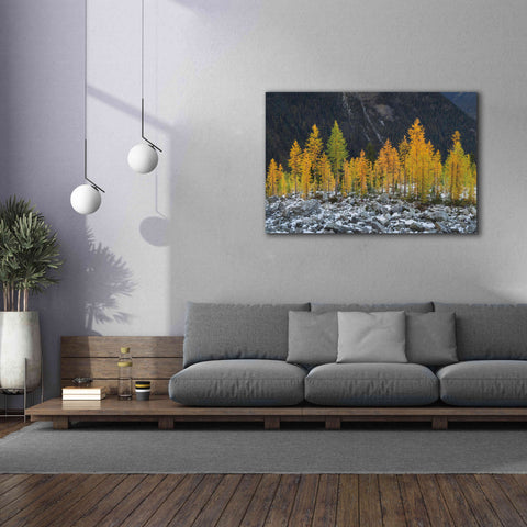 Image of 'Alpine Larches North Cascades' by Alan Majchrowicz,Giclee Canvas Wall Art,60x40