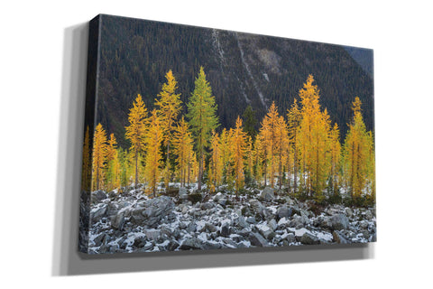 Image of 'Alpine Larches North Cascades' by Alan Majchrowicz,Giclee Canvas Wall Art