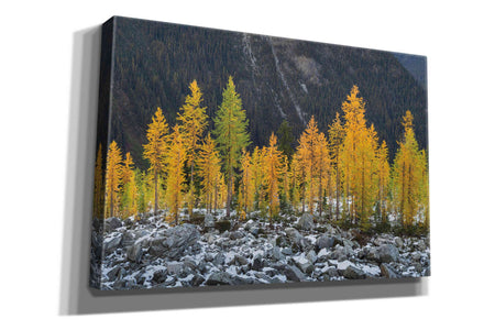 'Alpine Larches North Cascades' by Alan Majchrowicz,Giclee Canvas Wall Art