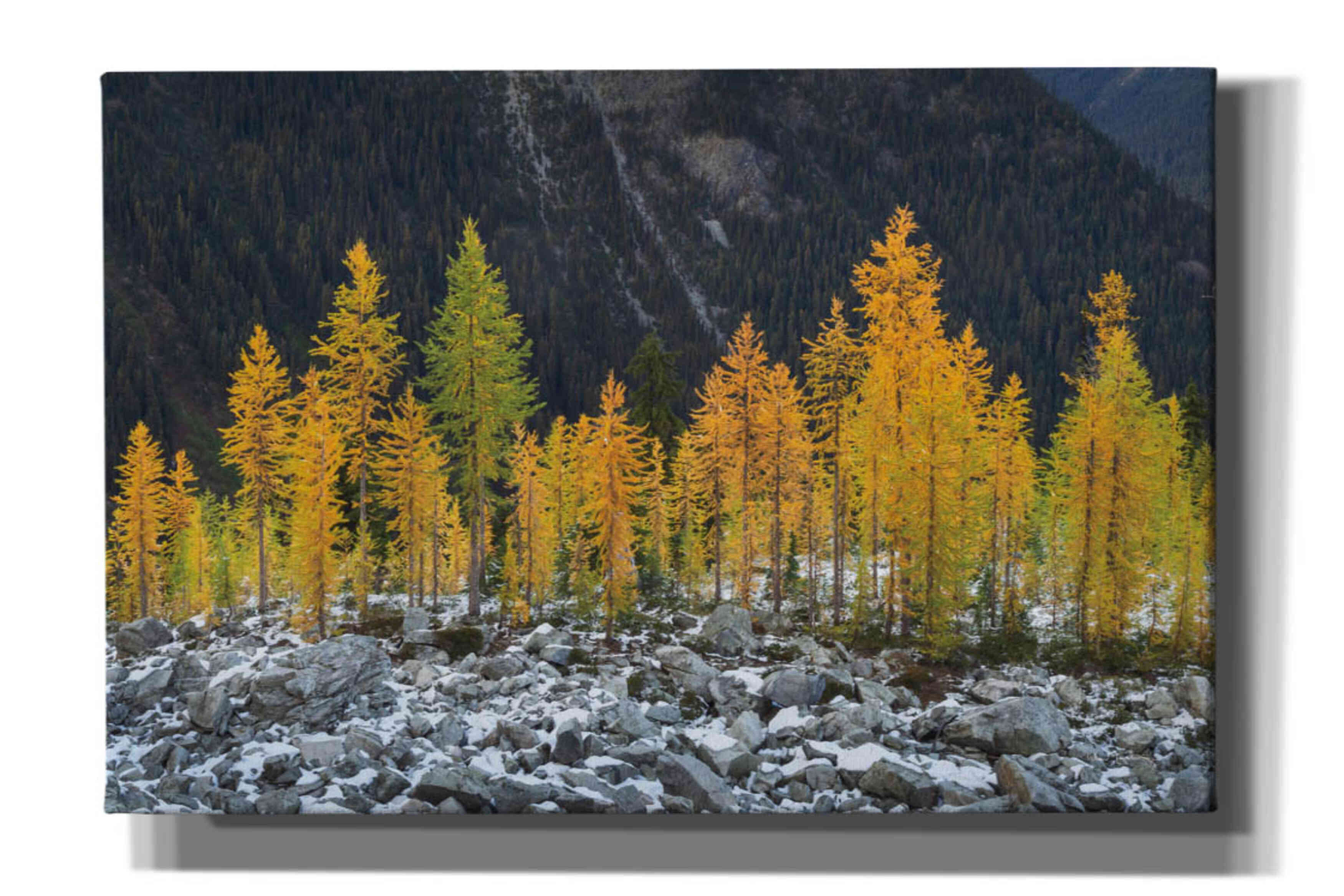 'Alpine Larches North Cascades' by Alan Majchrowicz,Giclee Canvas Wall Art