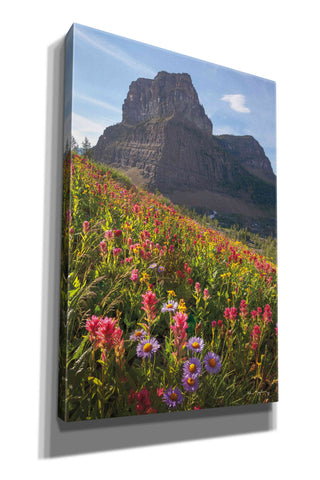 Image of 'Boulder Pass Wildflowers' by Alan Majchrowicz,Giclee Canvas Wall Art