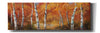 'Autumn Birch I' by Art Fronckowiak, Giclee Canvas Wall Art