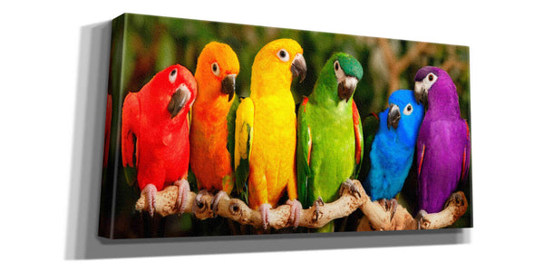 'Rainbow Parrots' by Mike Jones, Giclee Canvas Wall Art