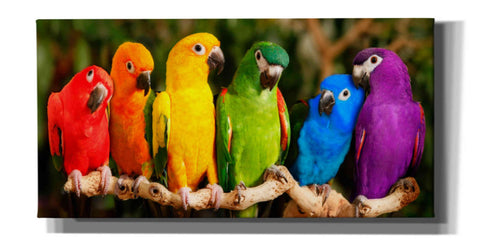 Image of 'Rainbow Parrots' by Mike Jones, Giclee Canvas Wall Art