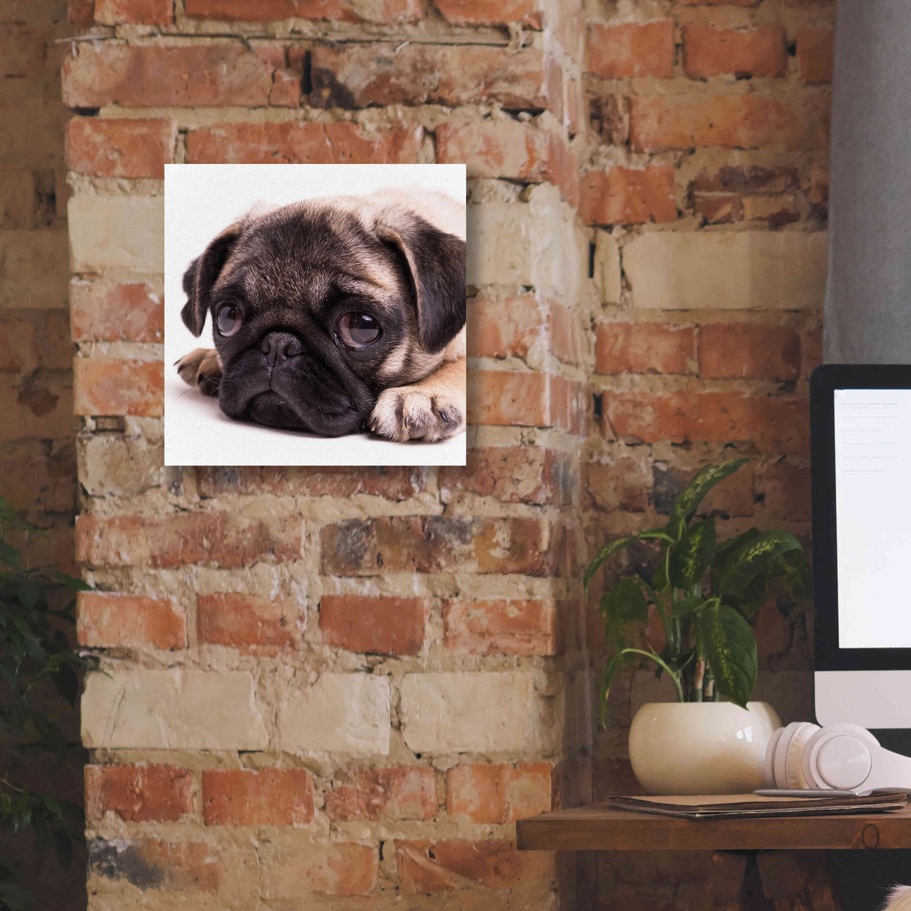 'Sad Sack Pug' by Edward M. Fielding, Giclee Canvas Wall Art,12x12