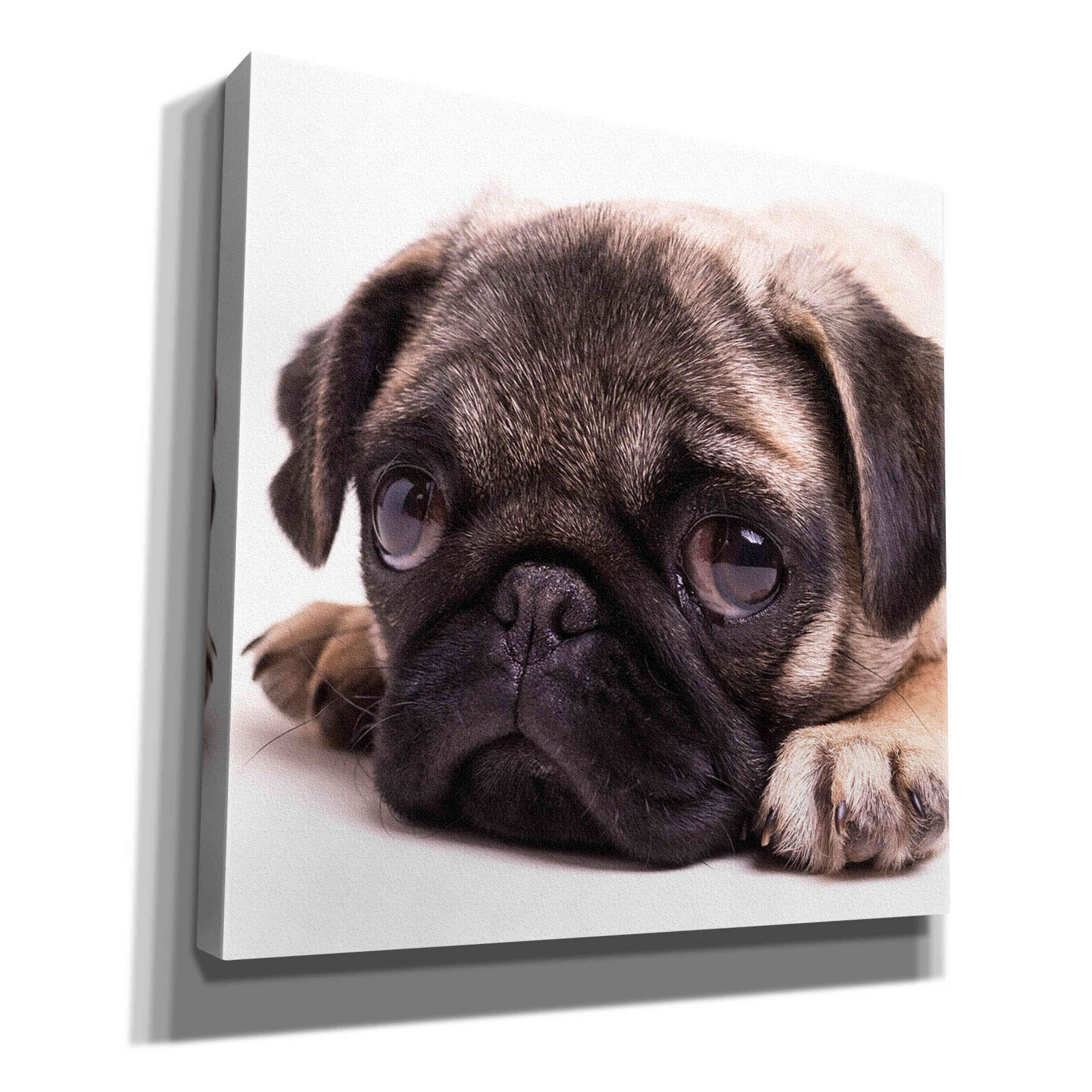 'Sad Sack Pug' by Edward M. Fielding, Giclee Canvas Wall Art