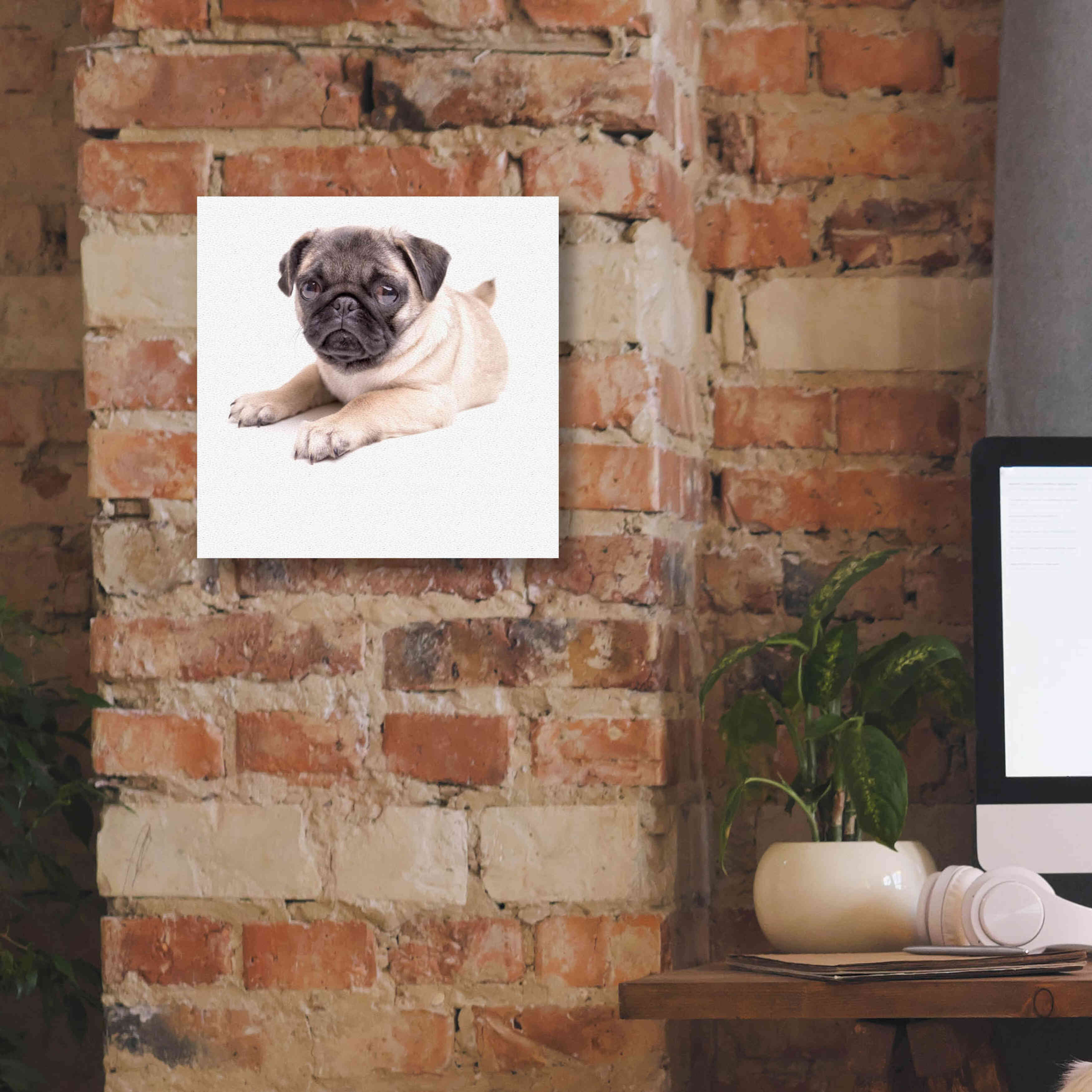'Cute Pug Puppy' by Edward M. Fielding, Giclee Canvas Wall Art,12x12
