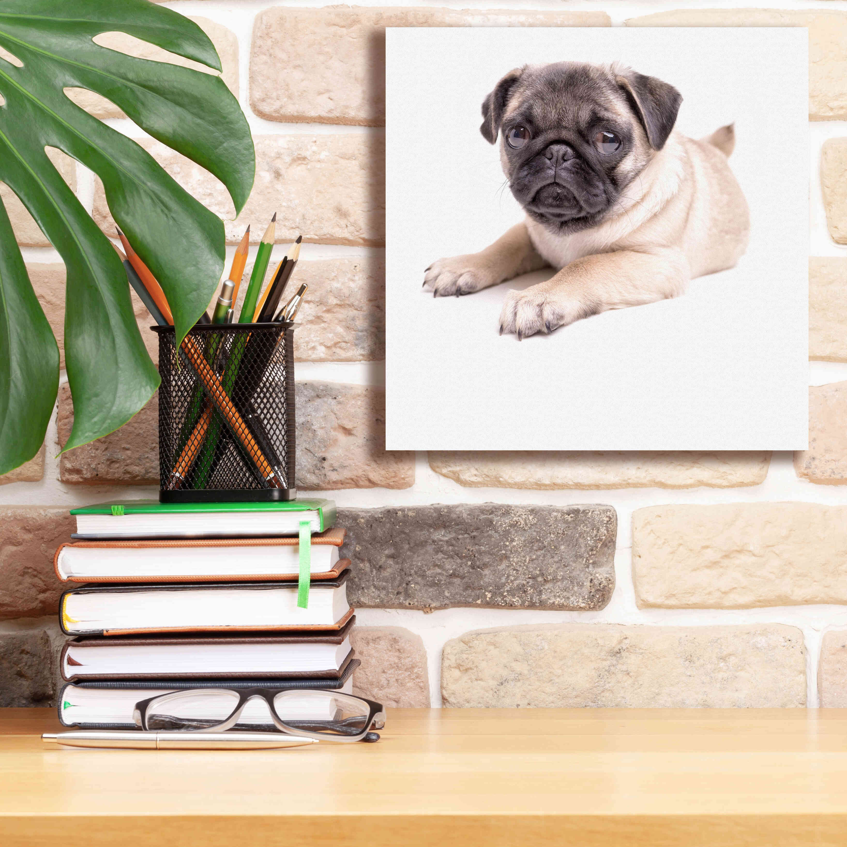'Cute Pug Puppy' by Edward M. Fielding, Giclee Canvas Wall Art,12x12