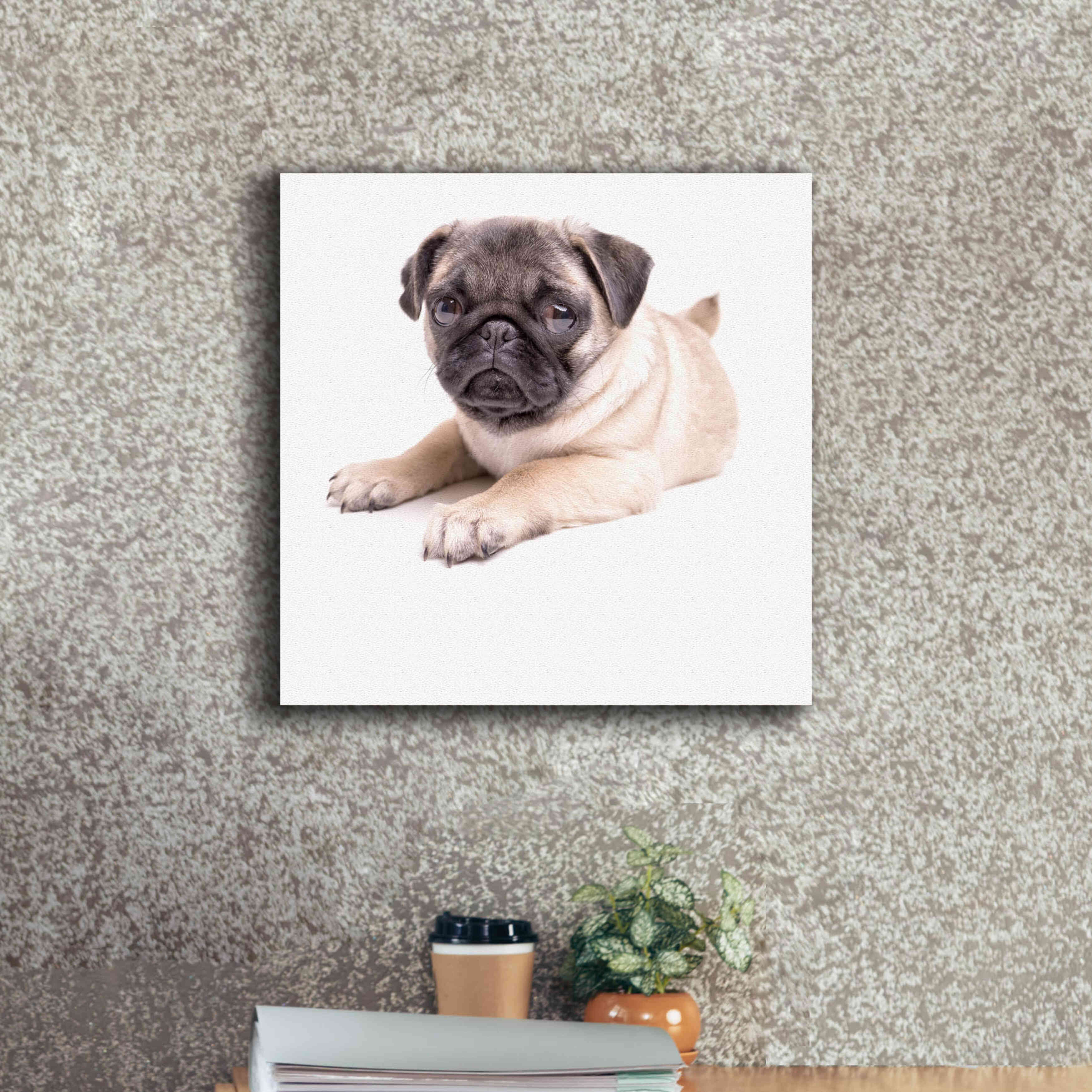 'Cute Pug Puppy' by Edward M. Fielding, Giclee Canvas Wall Art,18x18