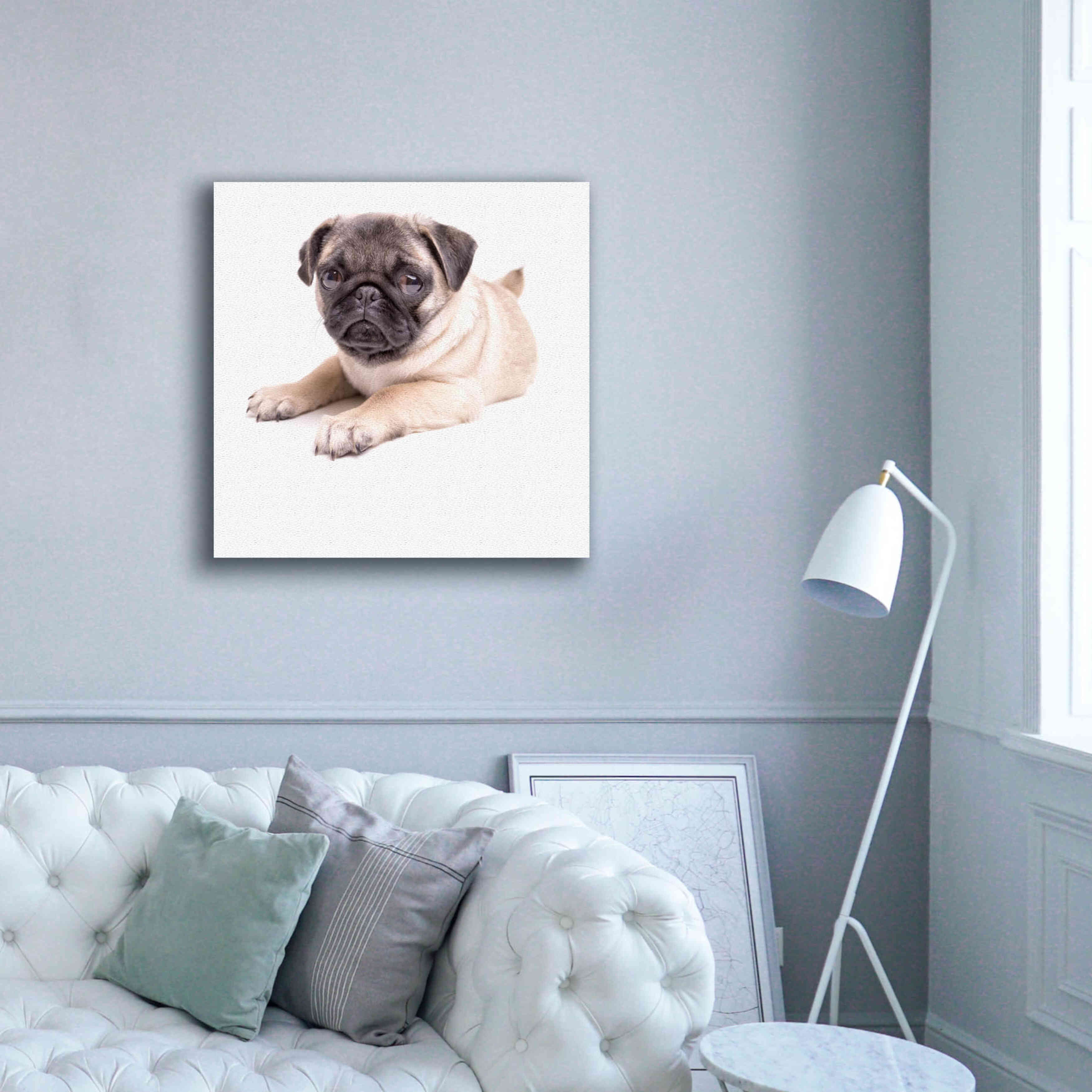 'Cute Pug Puppy' by Edward M. Fielding, Giclee Canvas Wall Art,37x37