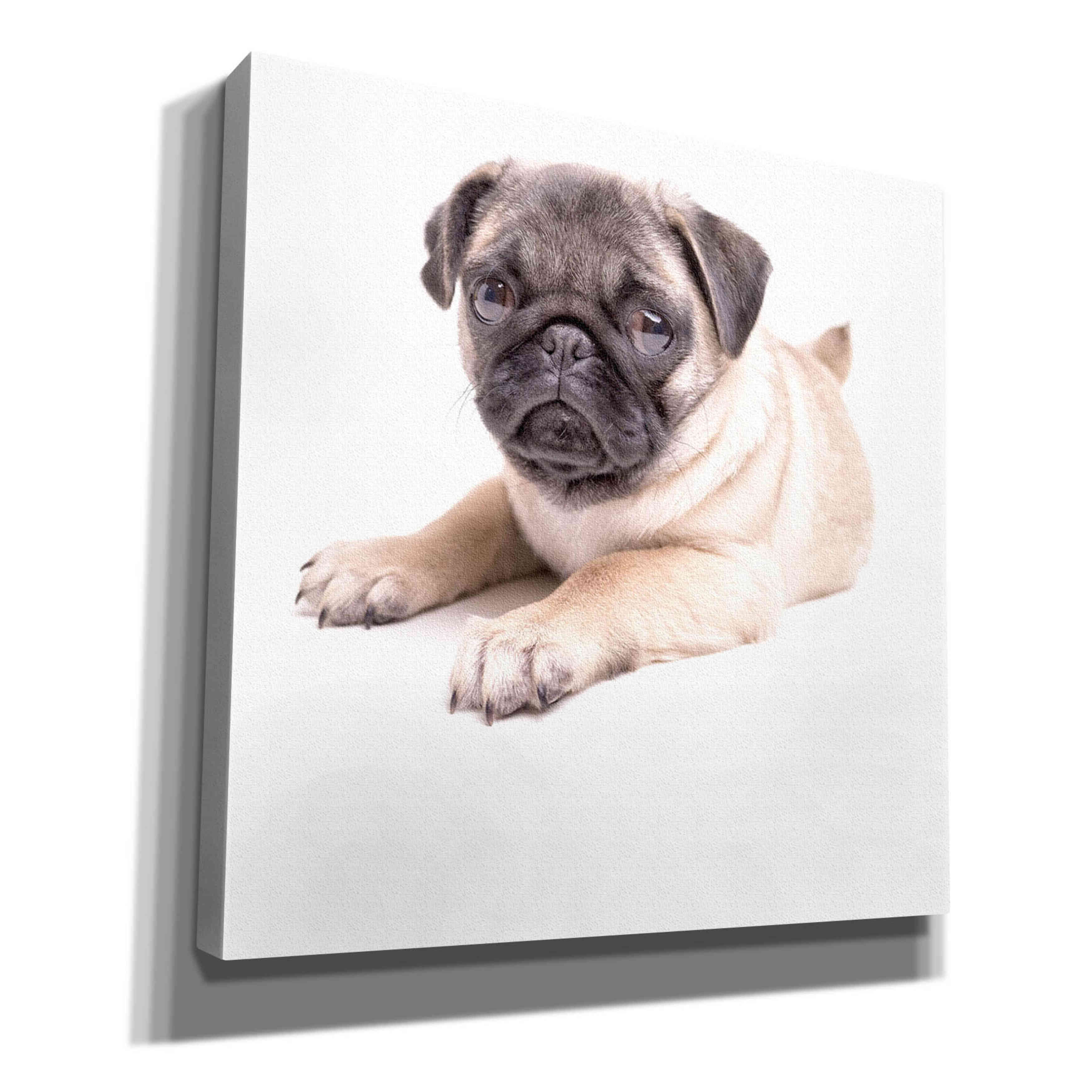 'Cute Pug Puppy' by Edward M. Fielding, Giclee Canvas Wall Art