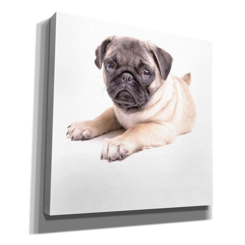 Image of 'Cute Pug Puppy' by Edward M. Fielding, Giclee Canvas Wall Art