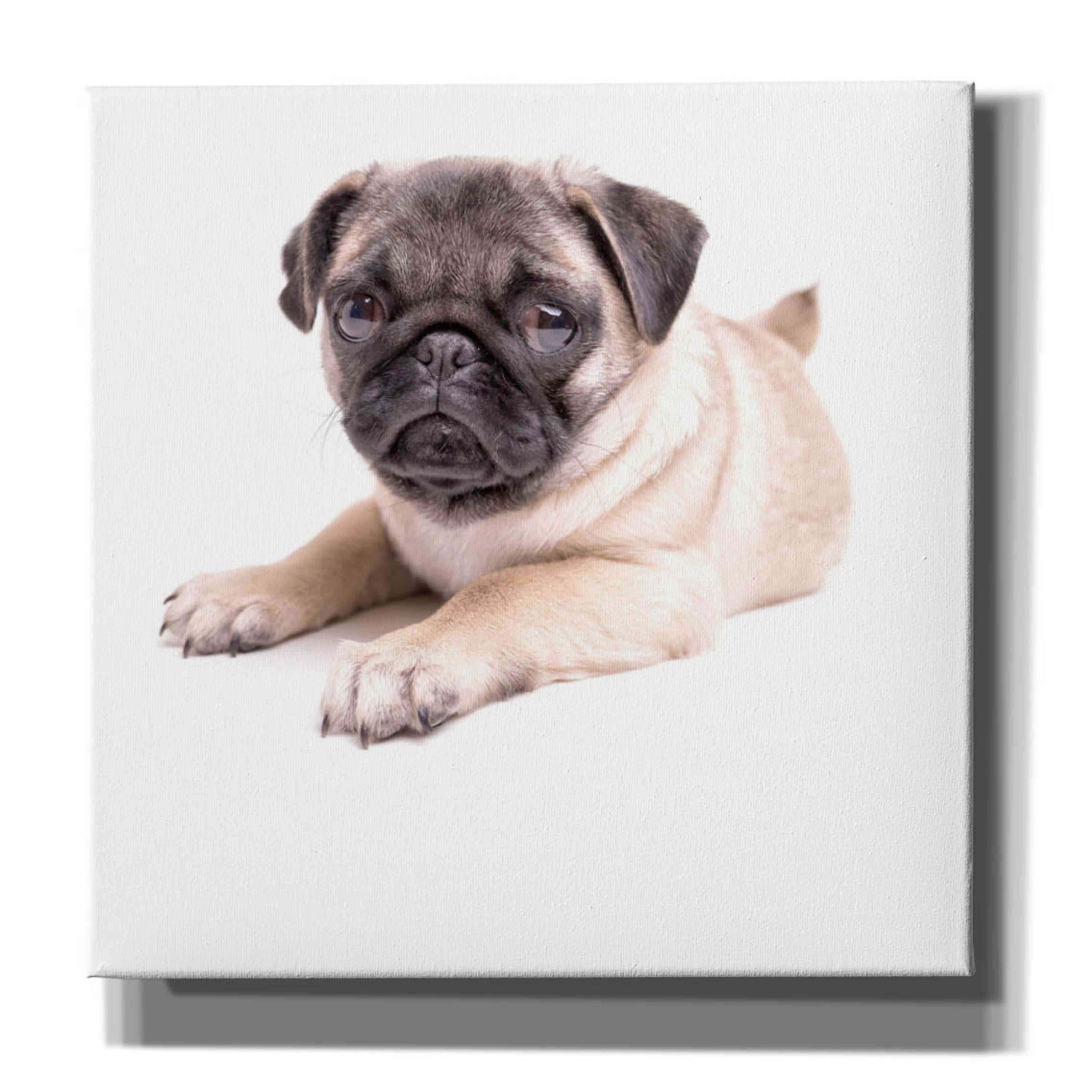 'Cute Pug Puppy' by Edward M. Fielding, Giclee Canvas Wall Art