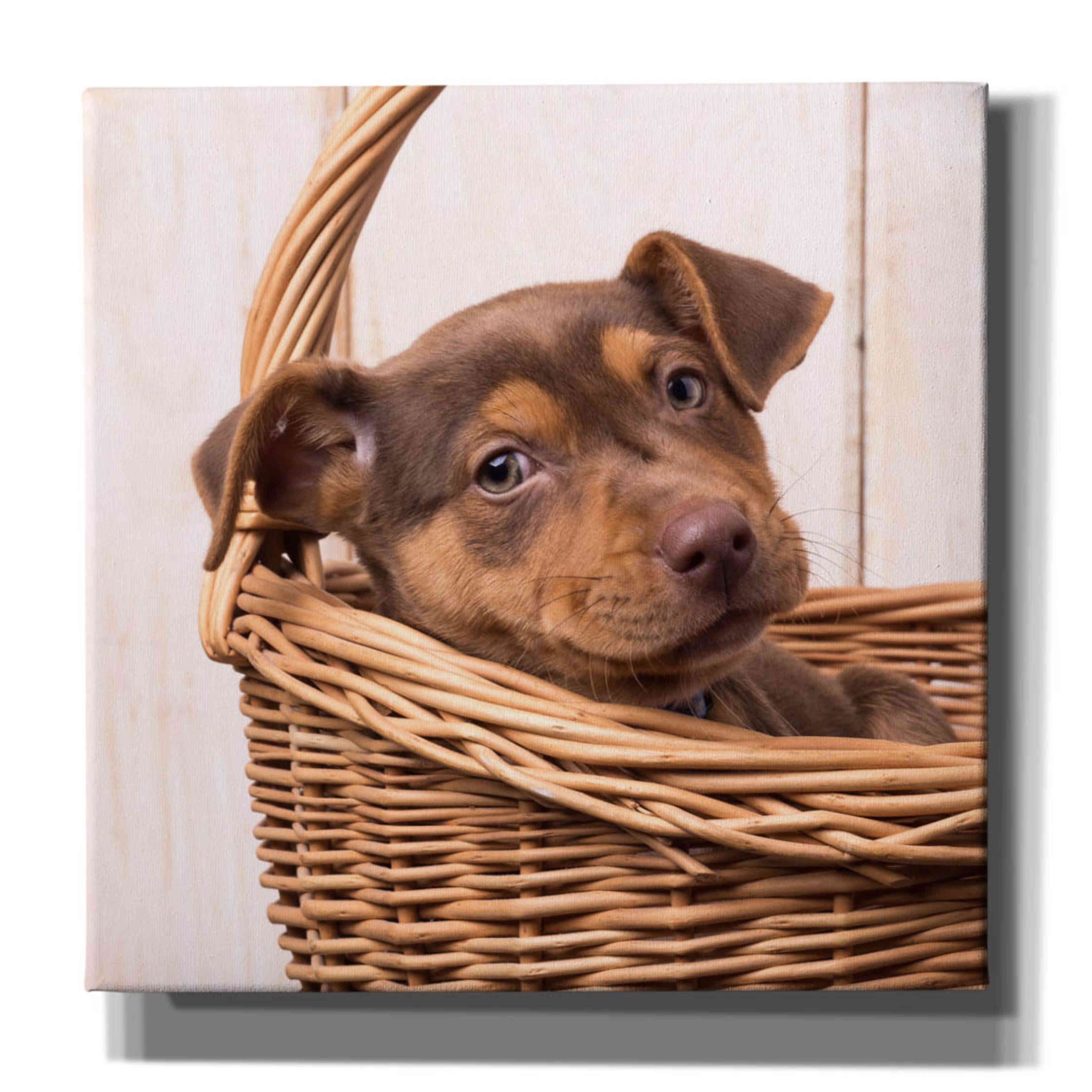 'Puppy in a Basket' by Edward M. Fielding, Giclee Canvas Wall Art
