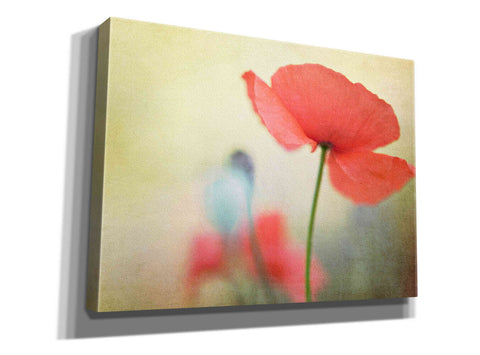Image of 'Poppy' by Kim Fearheiley, Giclee Canvas Wall Art