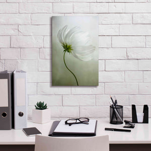 'Cosmos Charisma' by Mandy Disher, Giclee Canvas Wall Art,12x18