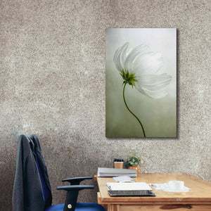 'Cosmos Charisma' by Mandy Disher, Giclee Canvas Wall Art,26x40