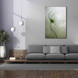 'Cosmos Charisma' by Mandy Disher, Giclee Canvas Wall Art,40x60