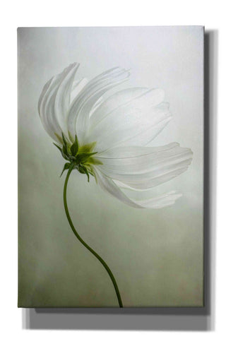 Image of 'Cosmos Charisma' by Mandy Disher, Giclee Canvas Wall Art