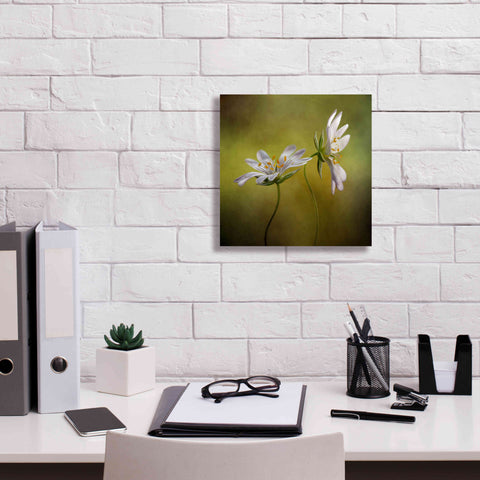 Image of 'Echo' by Mandy Disher, Giclee Canvas Wall Art,12x12