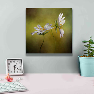 'Echo' by Mandy Disher, Giclee Canvas Wall Art,12x12