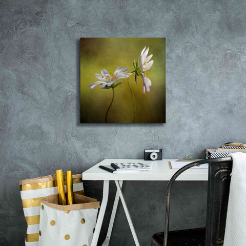 Image of 'Echo' by Mandy Disher, Giclee Canvas Wall Art,18x18
