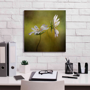 'Echo' by Mandy Disher, Giclee Canvas Wall Art,18x18