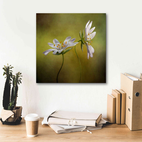 Image of 'Echo' by Mandy Disher, Giclee Canvas Wall Art,18x18