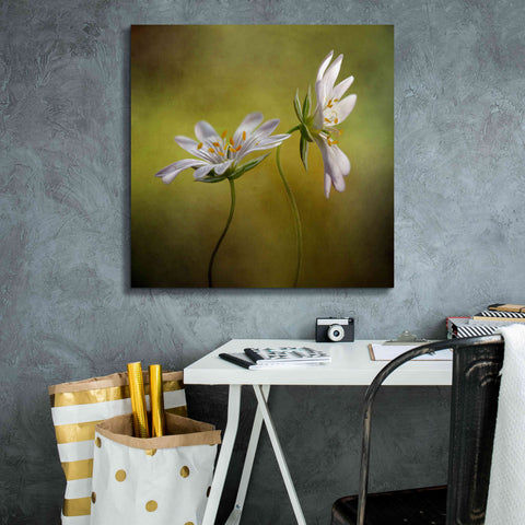 Image of 'Echo' by Mandy Disher, Giclee Canvas Wall Art,26x26