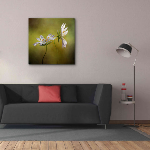 Image of 'Echo' by Mandy Disher, Giclee Canvas Wall Art,37x37
