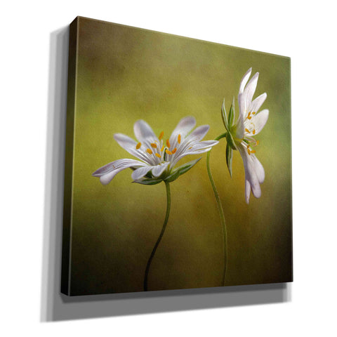 Image of 'Echo' by Mandy Disher, Giclee Canvas Wall Art