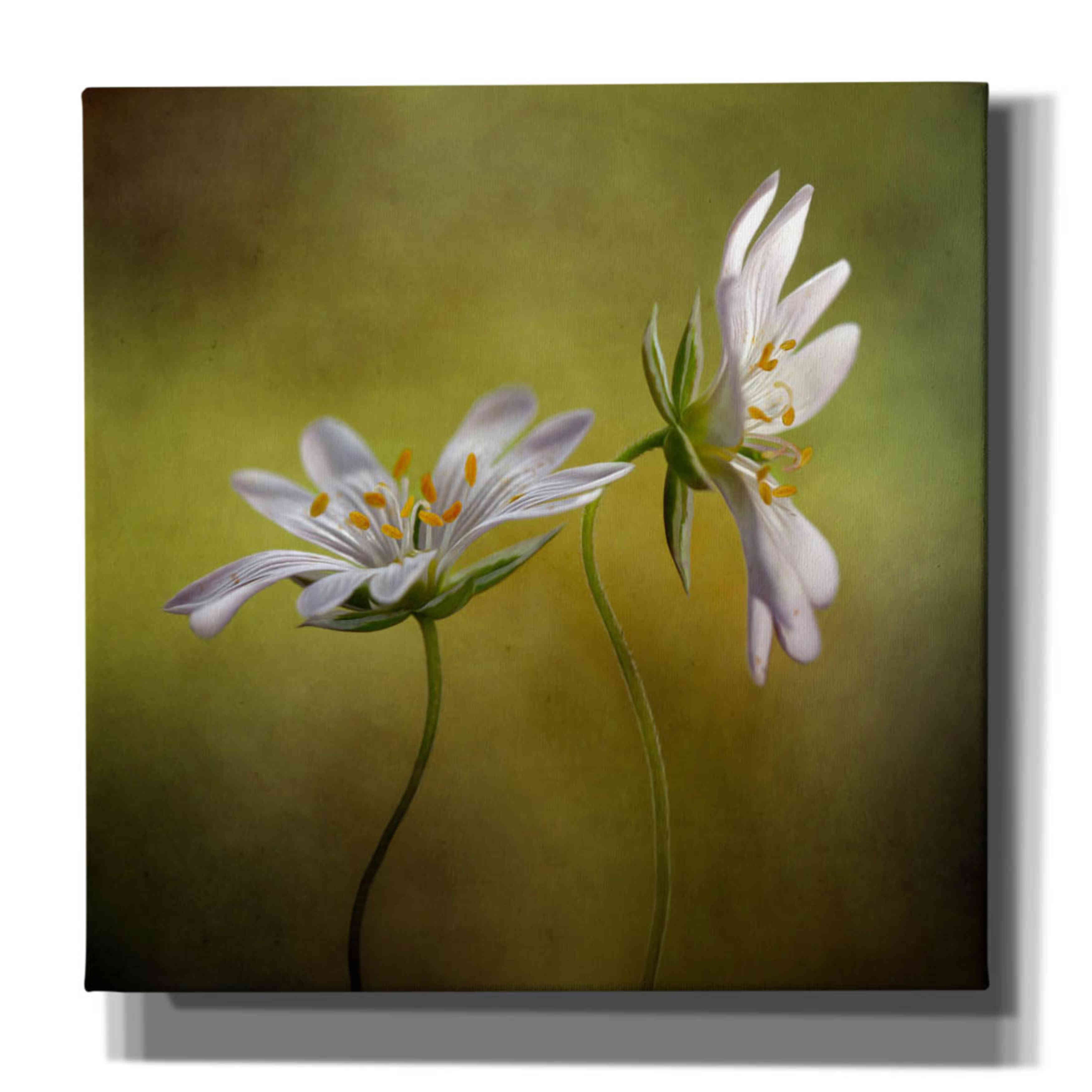 'Echo' by Mandy Disher, Giclee Canvas Wall Art