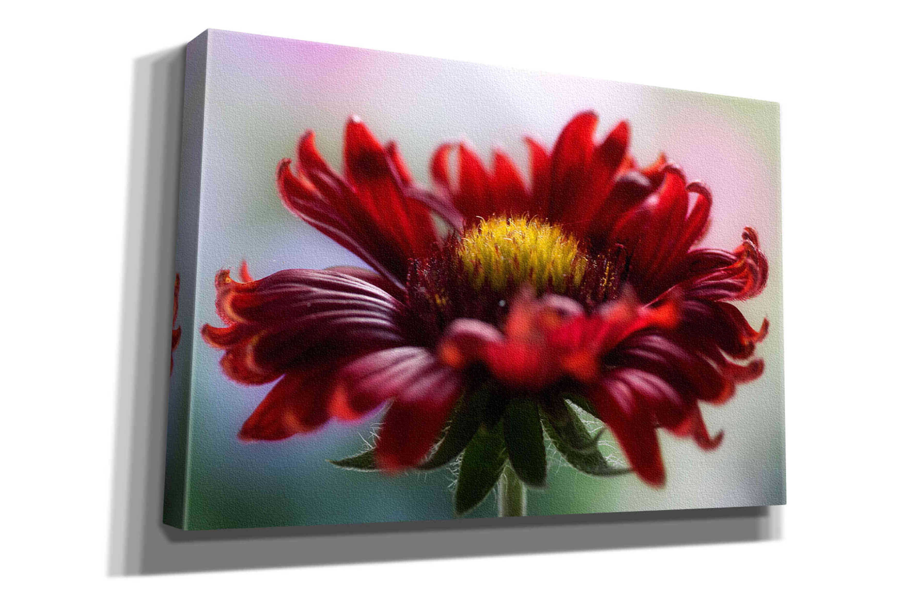 'Flame' by Mandy Disher, Giclee Canvas Wall Art